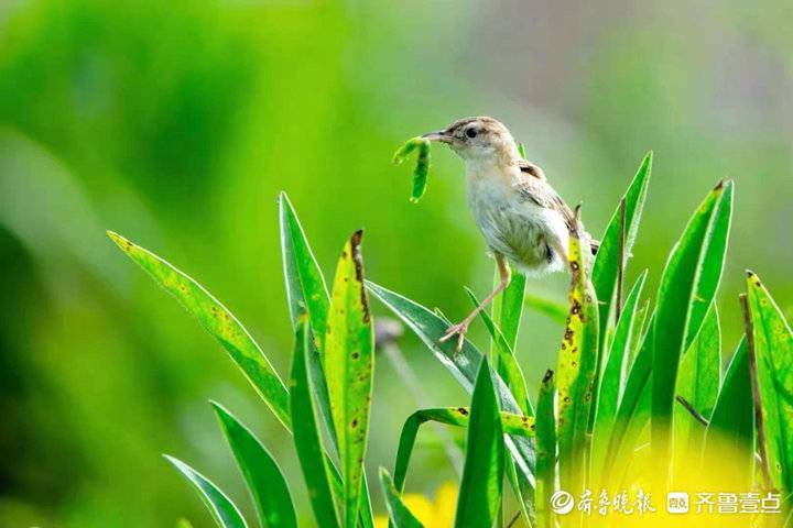 绿野丛中小精灵捉虫育雏忙不停