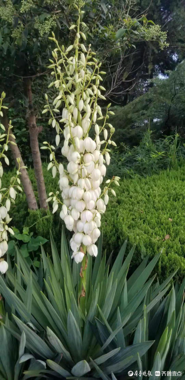 路边剑麻花正开,一簇簇洁白如玉