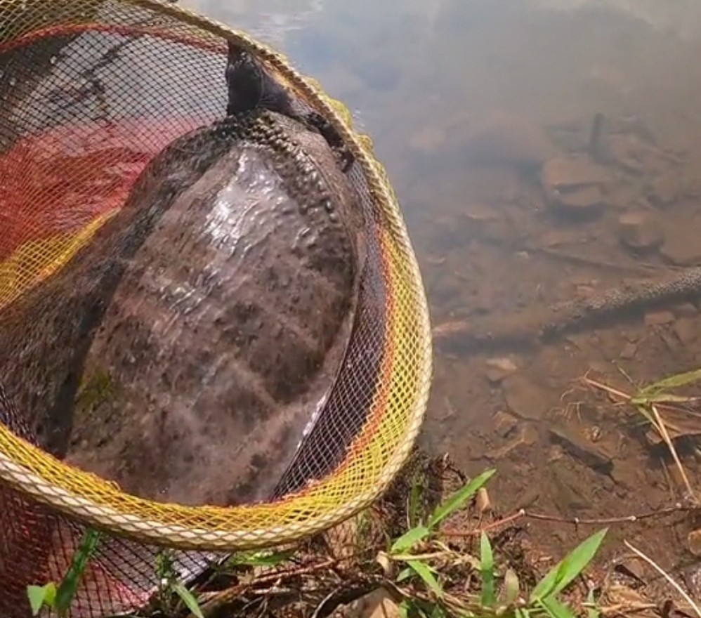 丹東男子釣起大甲魚,好心放生卻辦了壞事,這是為什麼?