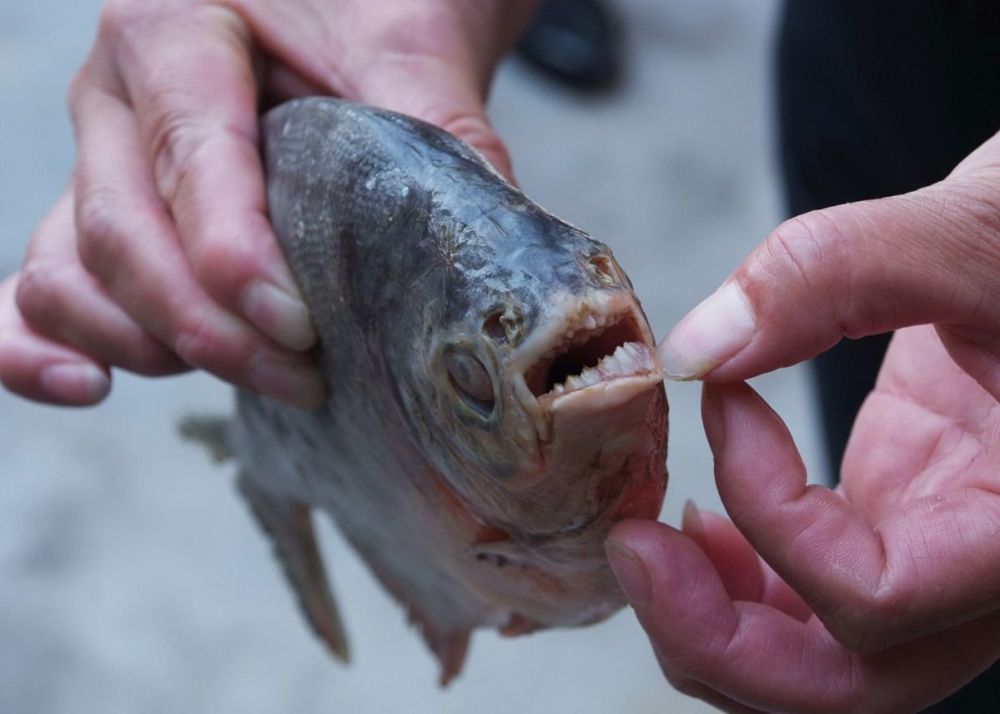 廣州男子河邊釣起淡水白鯧,誤以為是食人魚,看著魚跑了都不敢抓