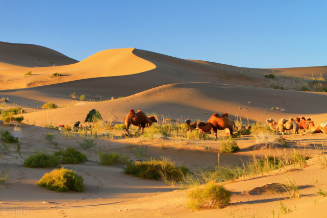 骆驼的危机25万峰骆驼失利牧民一度弃养背后有何隐情