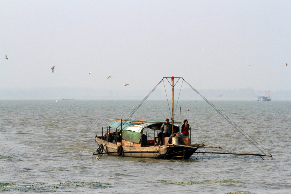 國內專家對洪澤湖魚類的研究可以追溯到上世紀60年代,長江水產研究所