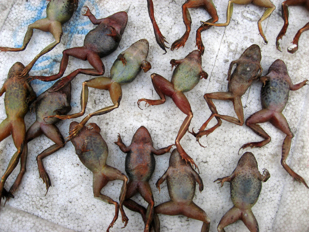 中国林蛙流入市场,野生蛙被滥捕,注定走上"不归路"?