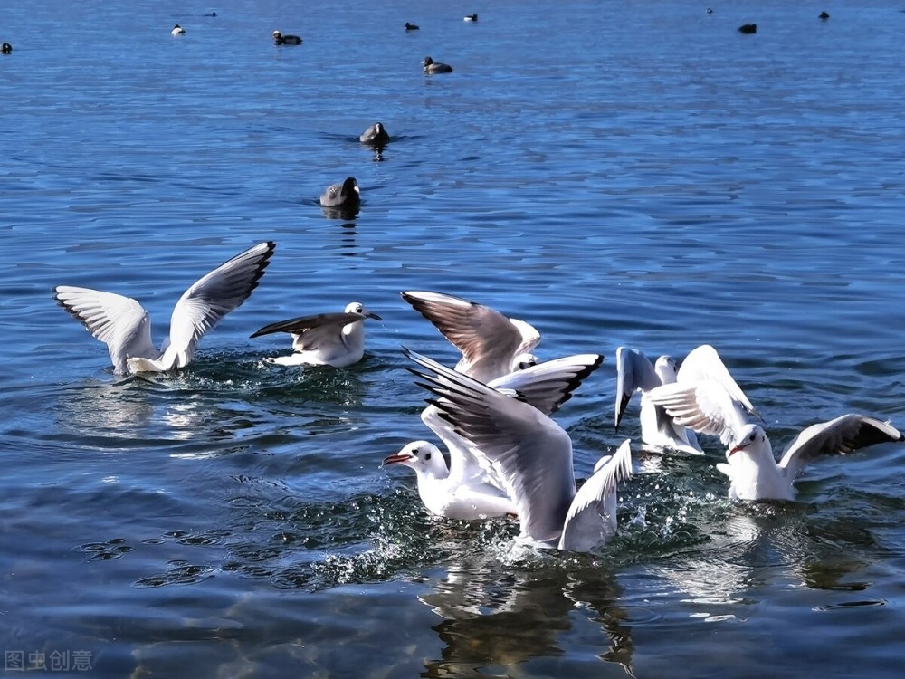 泸沽湖的财富:曾年产50万斤野生鱼,能否改造成"人工鱼库"?