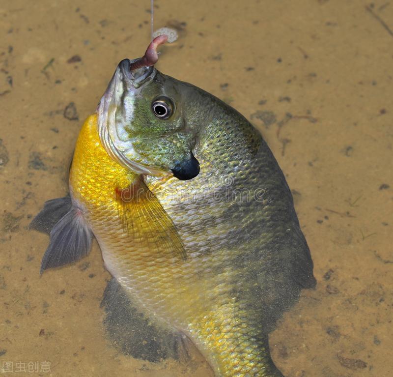 藍鰓太陽魚和羅非魚類似,常見體長為8~20公分,體重50~200克,最大個體