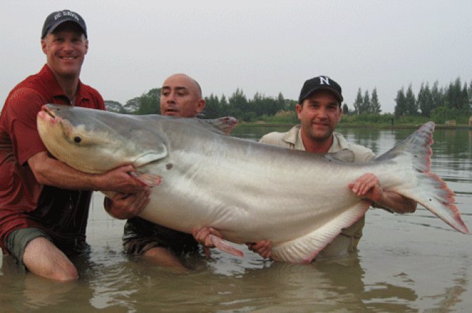 湄公河鱼类大全图片
