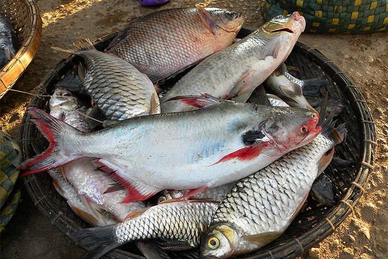 老挝湄公河鱼类大全图片
