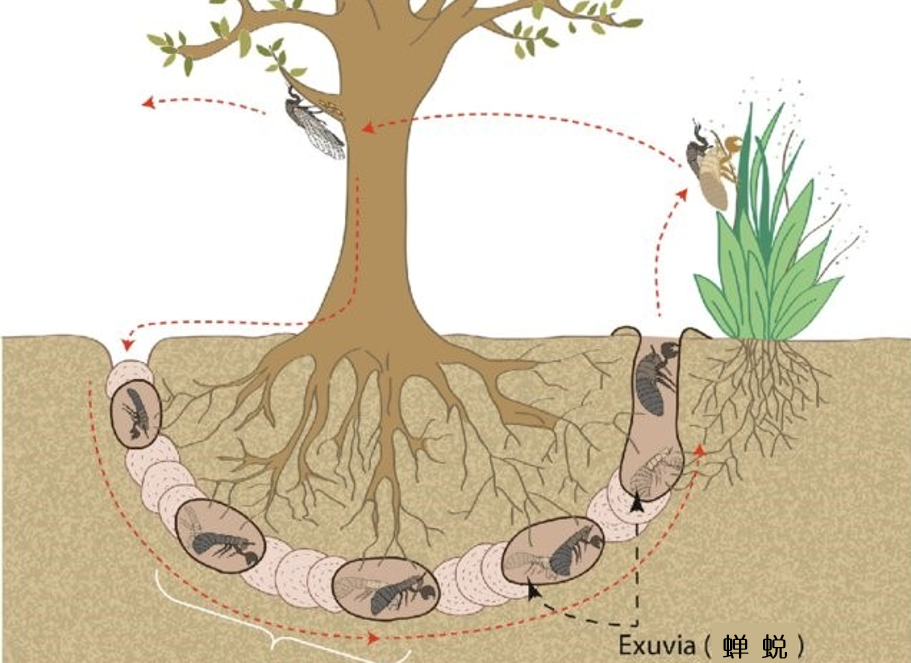 17年后突然出现300亿只蝉将席卷美国在中国却不够吃