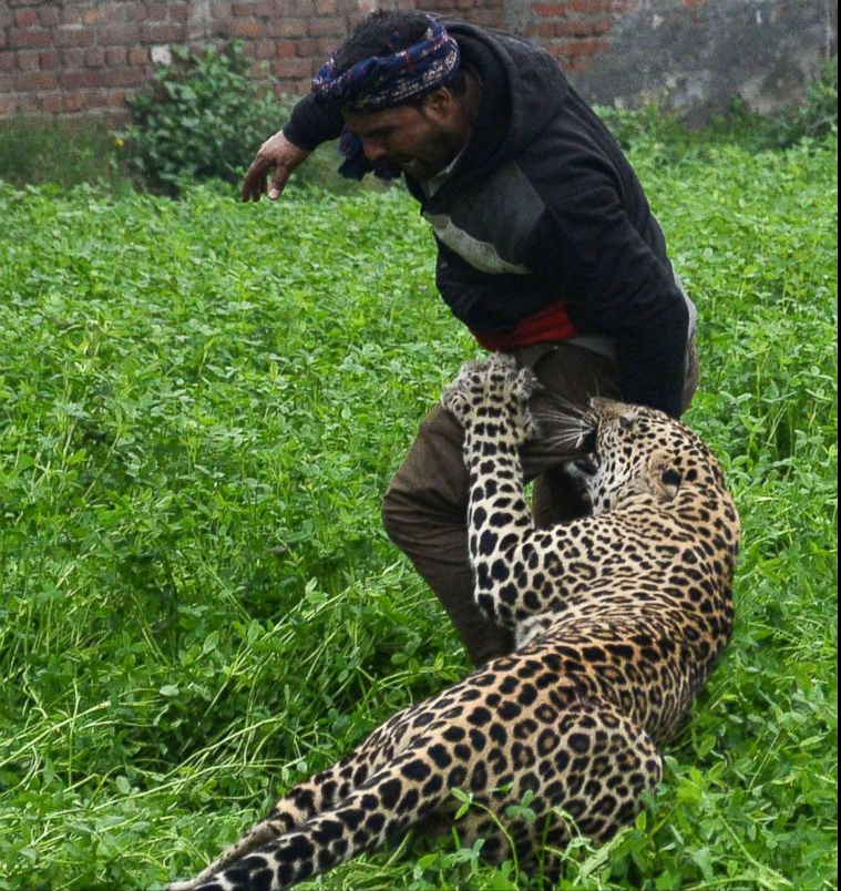 印度花豹闯入住宅区夜间捕食家畜人豹大战如何破局
