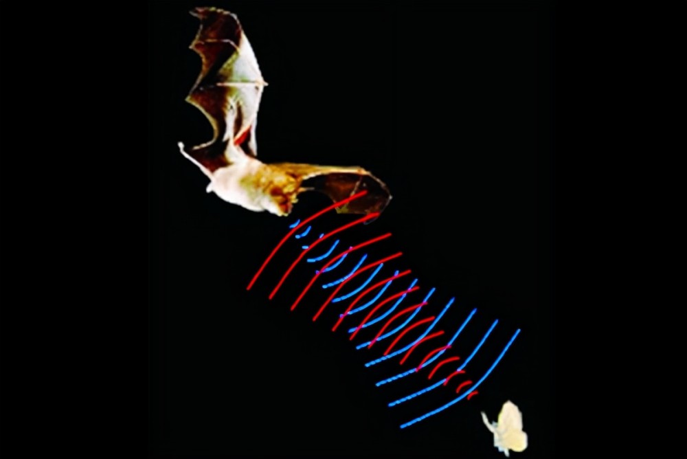 地震主要是次声波,而蝙蝠主要是通过超声波感知世界.