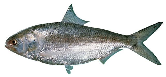 在长江绝迹30年,鲥鱼被判"死刑",珠江种群还有望恢复?