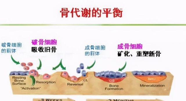 还需要建筑工,而建筑工就是我们体内的成骨细胞和破骨细胞,成骨细胞