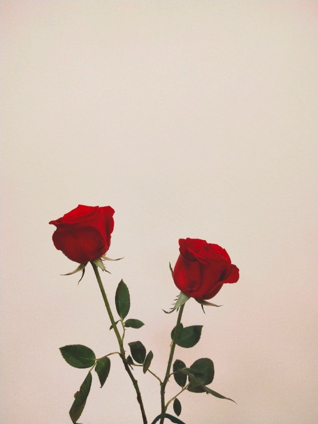 玫瑰背景也许世界上也有五千朵和你一模一样的花但只有你是我独一无二