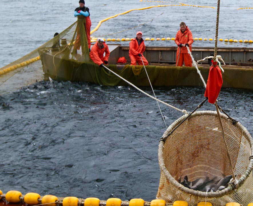 南极磷虾人类的5亿吨蛋白库俄罗斯也来分一杯羹