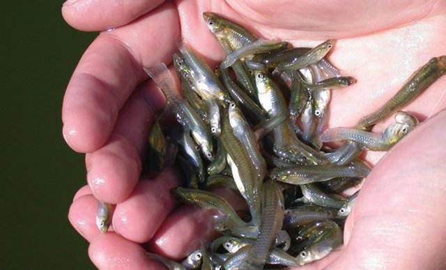 外来食蚊鱼定居珠江,唐鱼惨遭迫害,河北,天津已经"失守"?