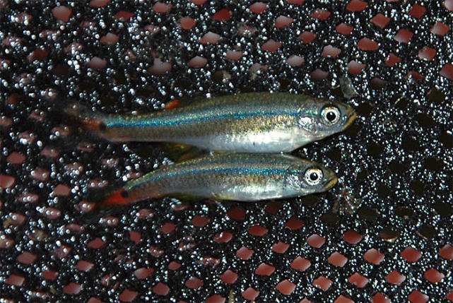 外来食蚊鱼定居珠江,唐鱼惨遭迫害,河北,天津已经"失守"?