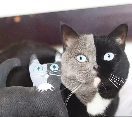 小猫咪你是不是黑猫与蓝猫的合体啦,这么对称