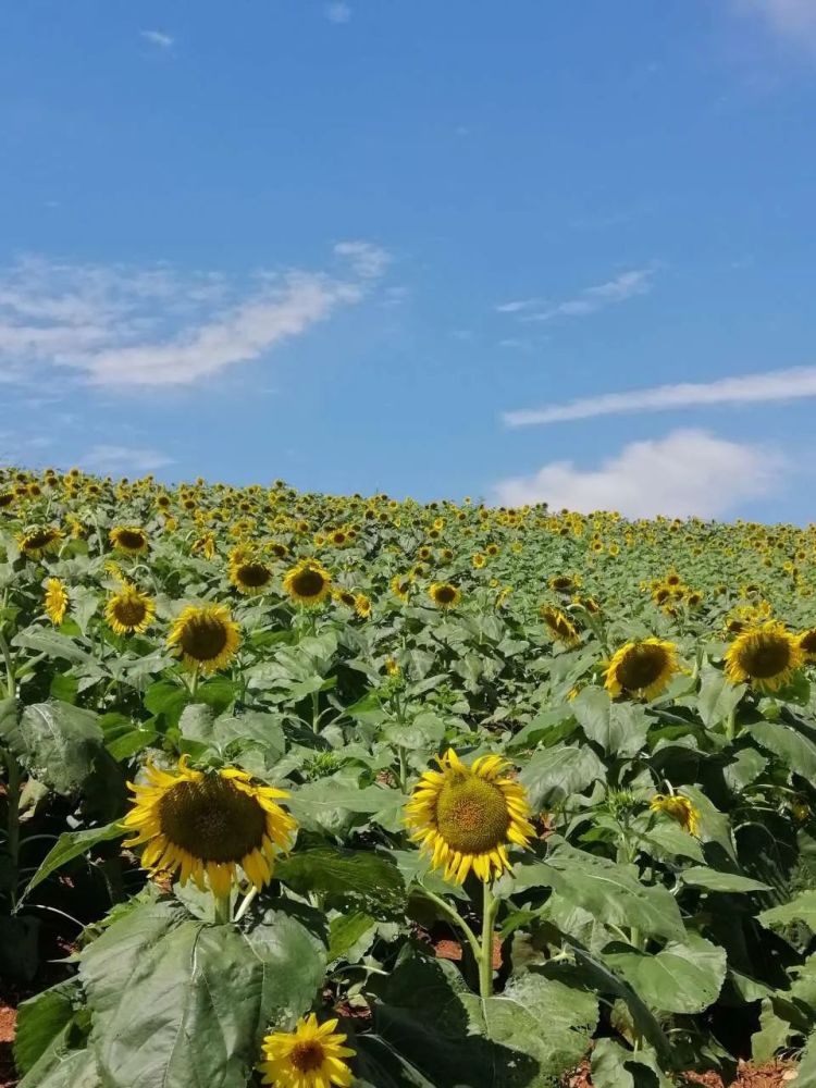 惊艳60万株向日葵竞相开放义乌这片花海等你来打卡