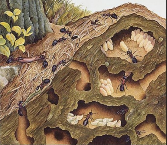 蚂蚁正在建造地下城市城市规划一应俱全可能取代人类吗