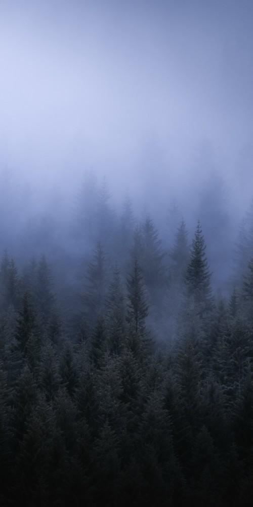 風景迷霧山林