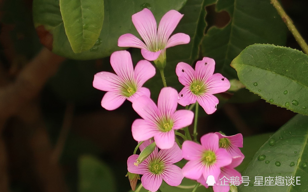 8月30日星座运势 今非昔比 展露风采的四大星座 腾讯新闻