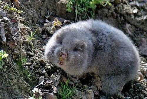 明明是农田害兽,却被叫做羊,由于能够代替虎骨,价格逐年上涨