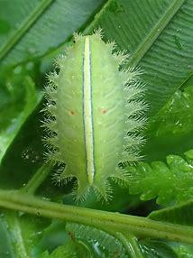 世界上十大危险的毛毛虫(下)不适者慎入!