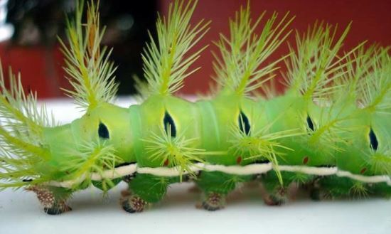 世界上十大危险的毛毛虫(下)不适者慎入!