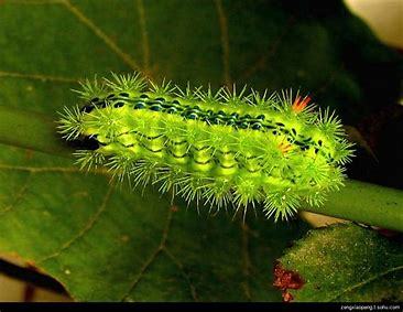 世界上十大危险的毛毛虫(下)不适者慎入!