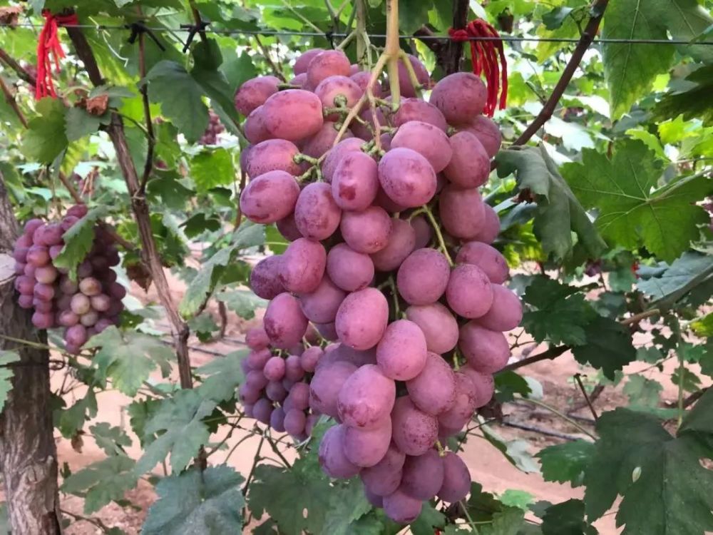 位于葫芦岛东城附近美国红提上市了,果皮中厚,果实呈深红色;果肉硬脆