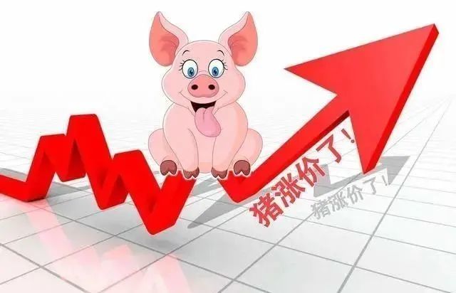 生猪市场迎来红利全国大部分猪价开始回暖飘红最高上涨064元