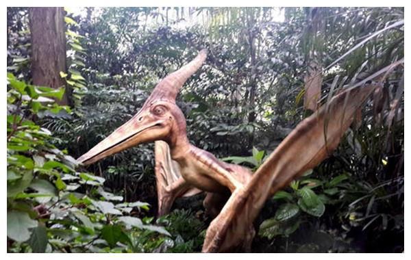 会飞的爬行动物 翼龙类恐龙无齿翼龙(白垩纪时期)_腾讯新闻