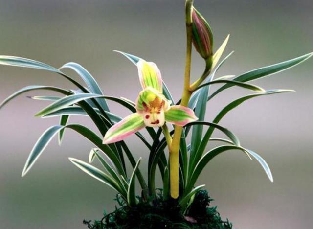 这款兰花在之前市场价曾一度可以达到上万元一苗,有着帝王一样的气质