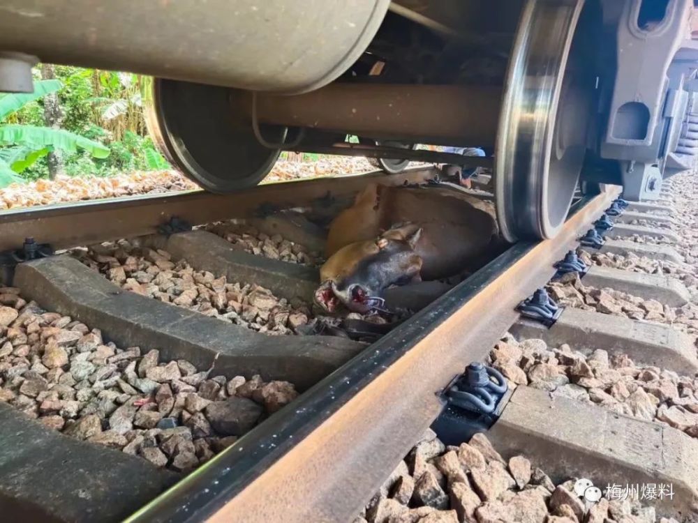 梅州一火车撞死一头牛