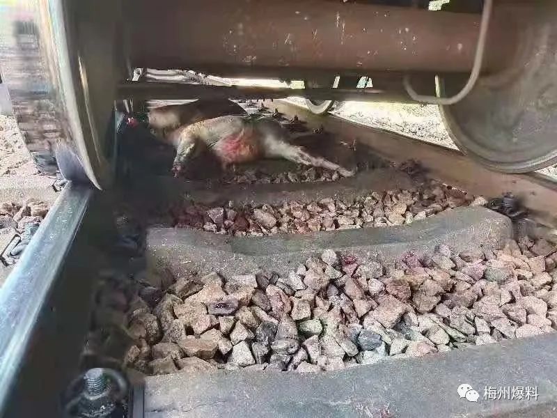 梅州一火车撞死一头牛