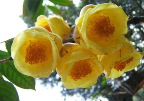 此茶花被誉为"茶族皇后",金瓣玉蕊,芳香怡人,是一款耐赏佳作