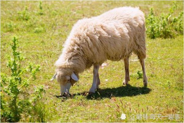 生肖羊 十羊九不全 1967年属羊人的晚年命运 53岁后怎么样 腾讯新闻