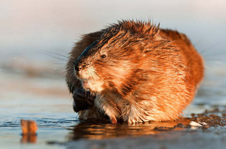 但是根据其带有锯齿的耳朵来看的话,拉达极有可能融入了豚鼠的设计