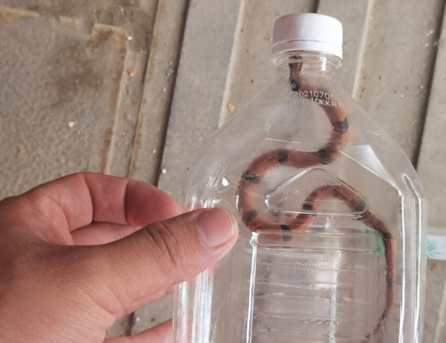 云南昆明男子偶遇罕见花蛇色泽斑斓如披虎斑彩环