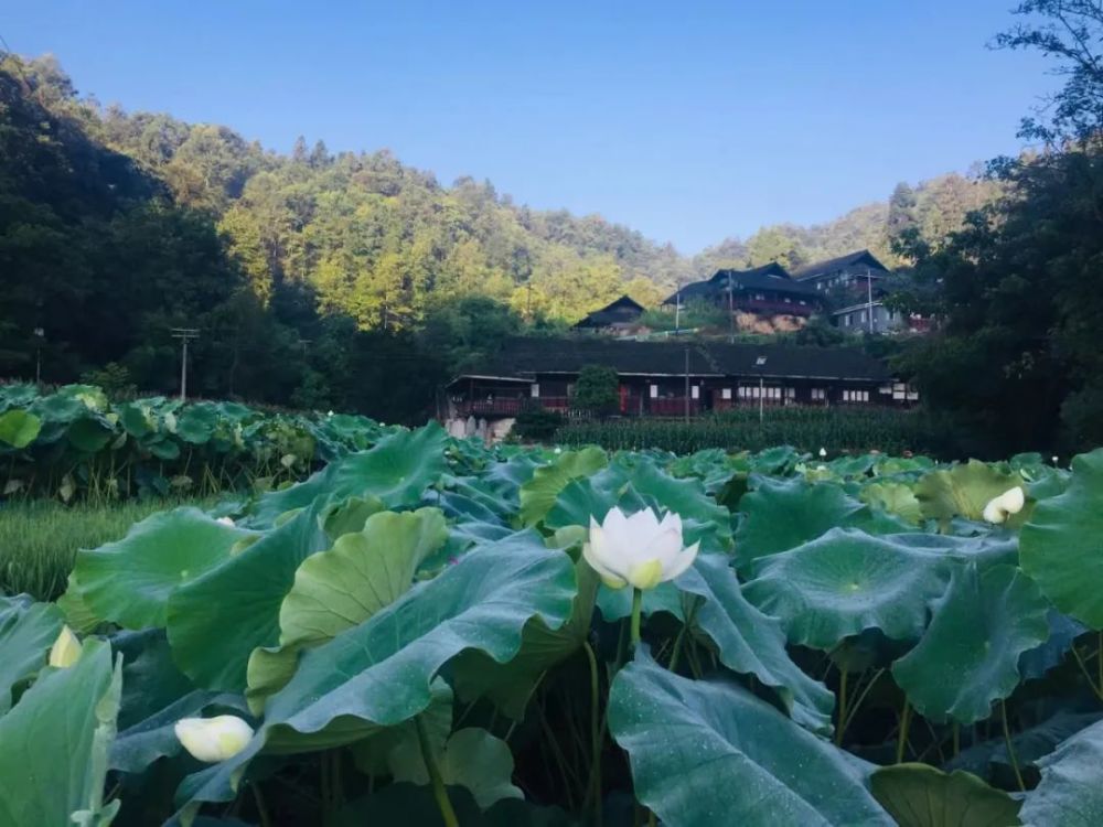 铜仁德江如诗如画的鹿溪村