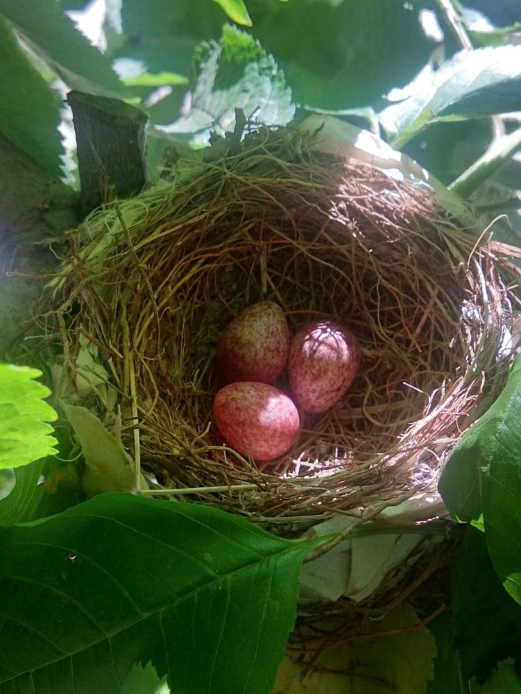 自然多奇妙之鸟蛋趣闻见惯了白色的蛋一见蓝绿色的蛋就觉得好神奇