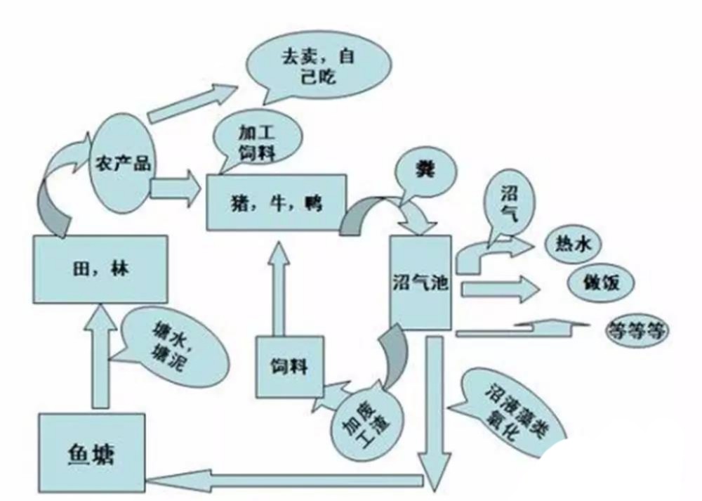 2米巨型稻試種成功田裡可以養魚養蝦生態循環農業是啥