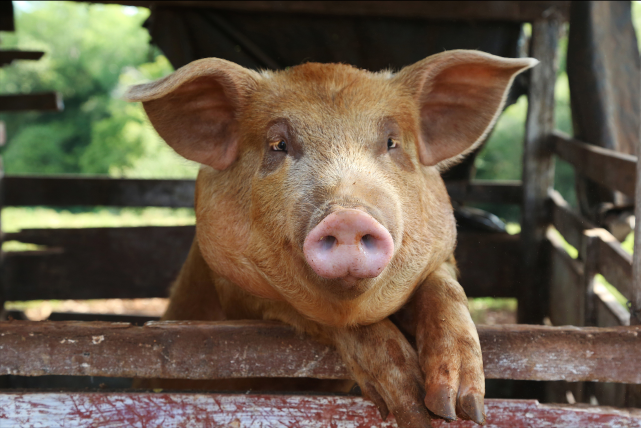 北方猪价集体破7西南猪价大幅走强8月30日猪价涨跌两重天