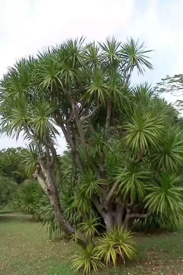 园林常见花木乔木篇七