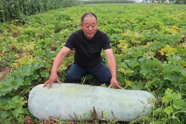 2个大冬瓜各重180斤临颍农户受热捧