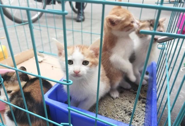 而后院猫其实是指那些符合笼养,不绝育出售,胡乱繁殖,串串,无证书等