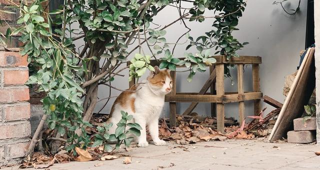 什么是后院猫为什么后院猫人人都不愿养