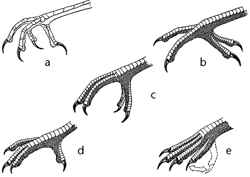 雨燕|连飞|泄殖腔
