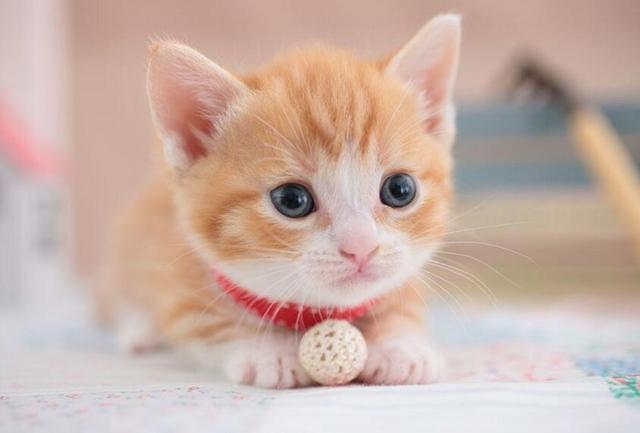 猫咪是很乖巧的,主人平时可以多跟猫咪互动一