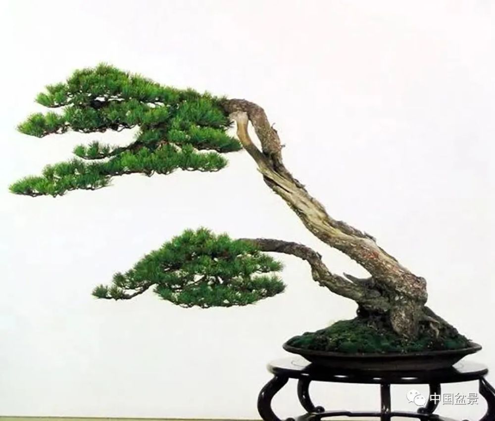 盆景双干造型一俯一仰相依相映动静有致各显其神